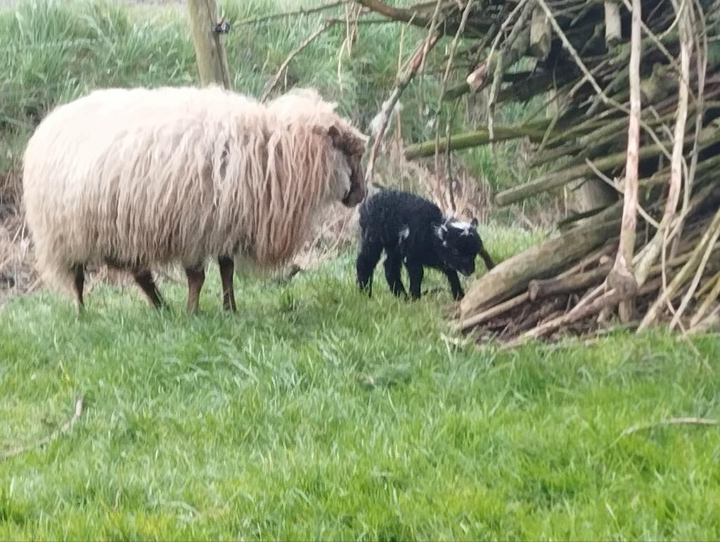 Quessantschapen met lam te koop