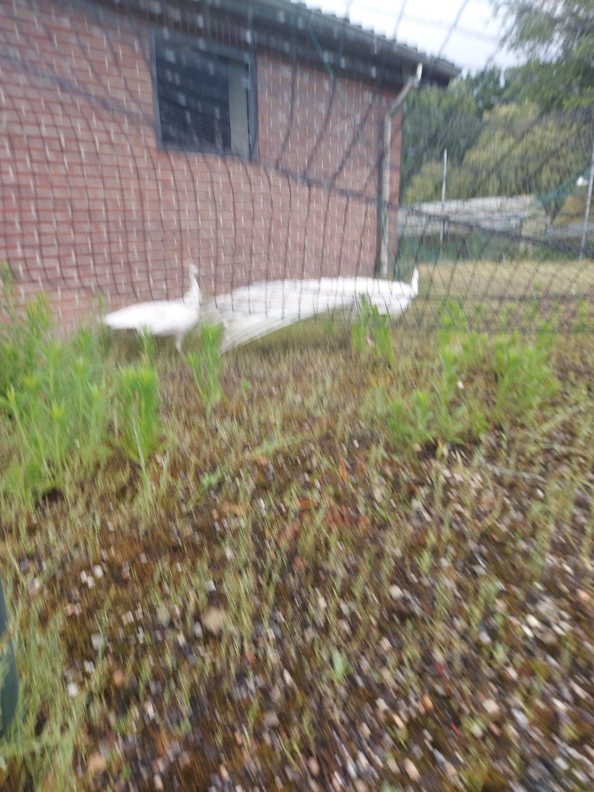 Witte  pauwen,koppel, Dieren en Toebehoren, Meerdere dieren