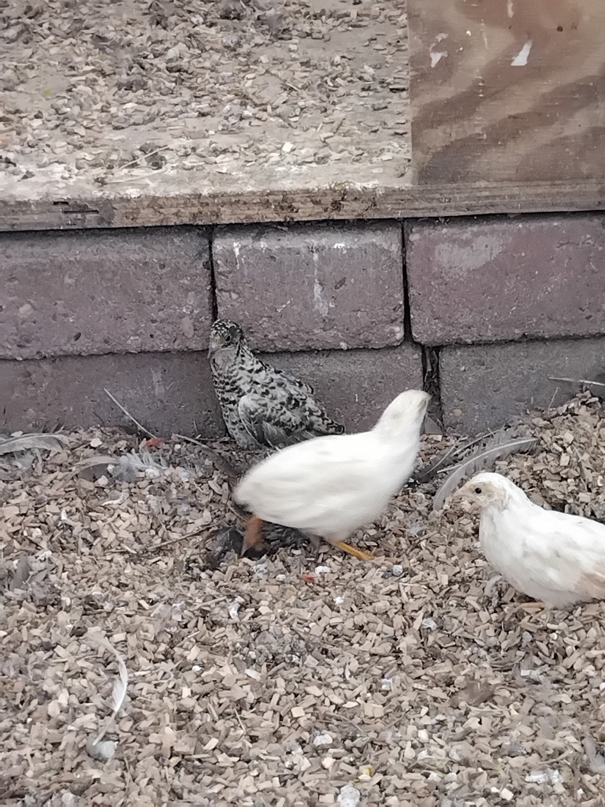 10 witte chinese dwerg kwartels, lopen in buiten volière, Ophalen, Nieuw, Overige typen
