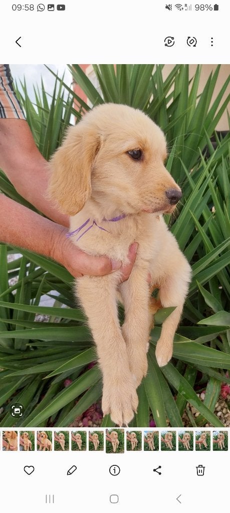Drie gezonde en lieve retrieverpups voor zacht prijsje, Dieren en Toebehoren, Reu, 8 tot 15 weken, Labrador retriever, Parvo