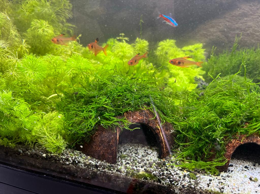 Halve cocosnoot met mos, Ophalen of Verzenden, Nieuw, Plant(en), Steen of Hout