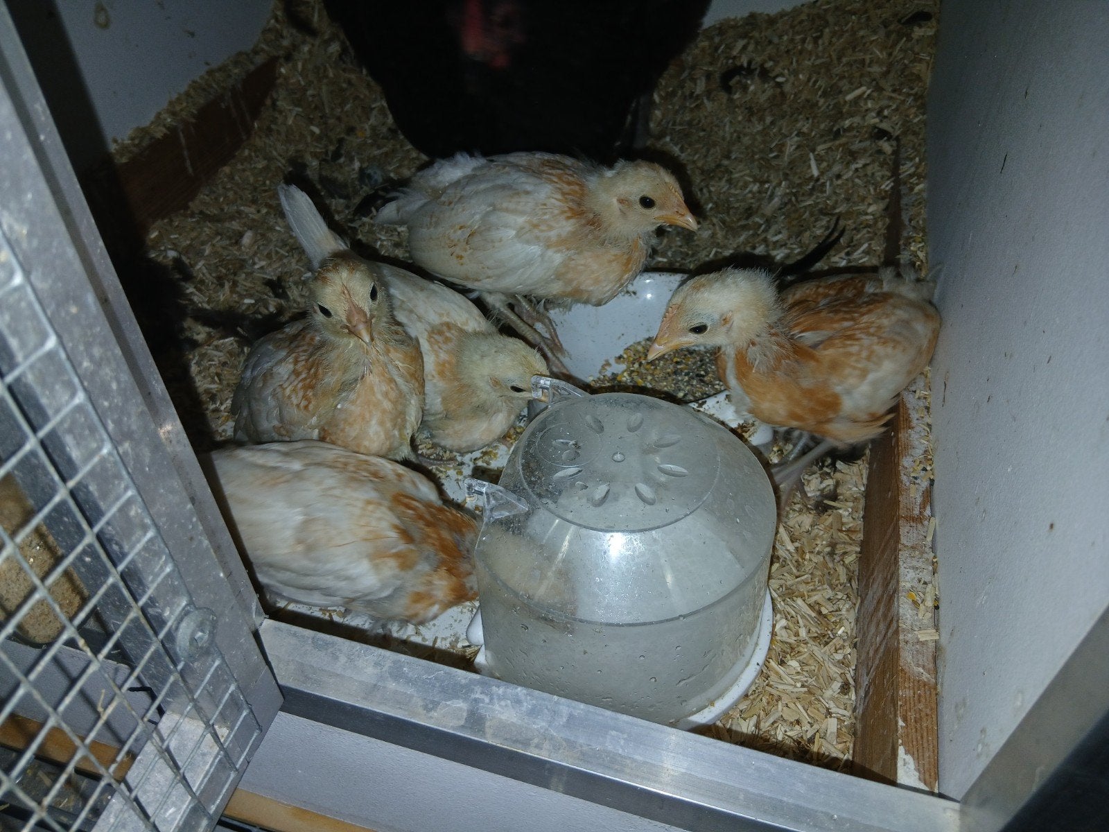 Kuikens Friese Hoen Geelwitpel van begin augustus, Dieren en Toebehoren, Meerdere dieren, Kip