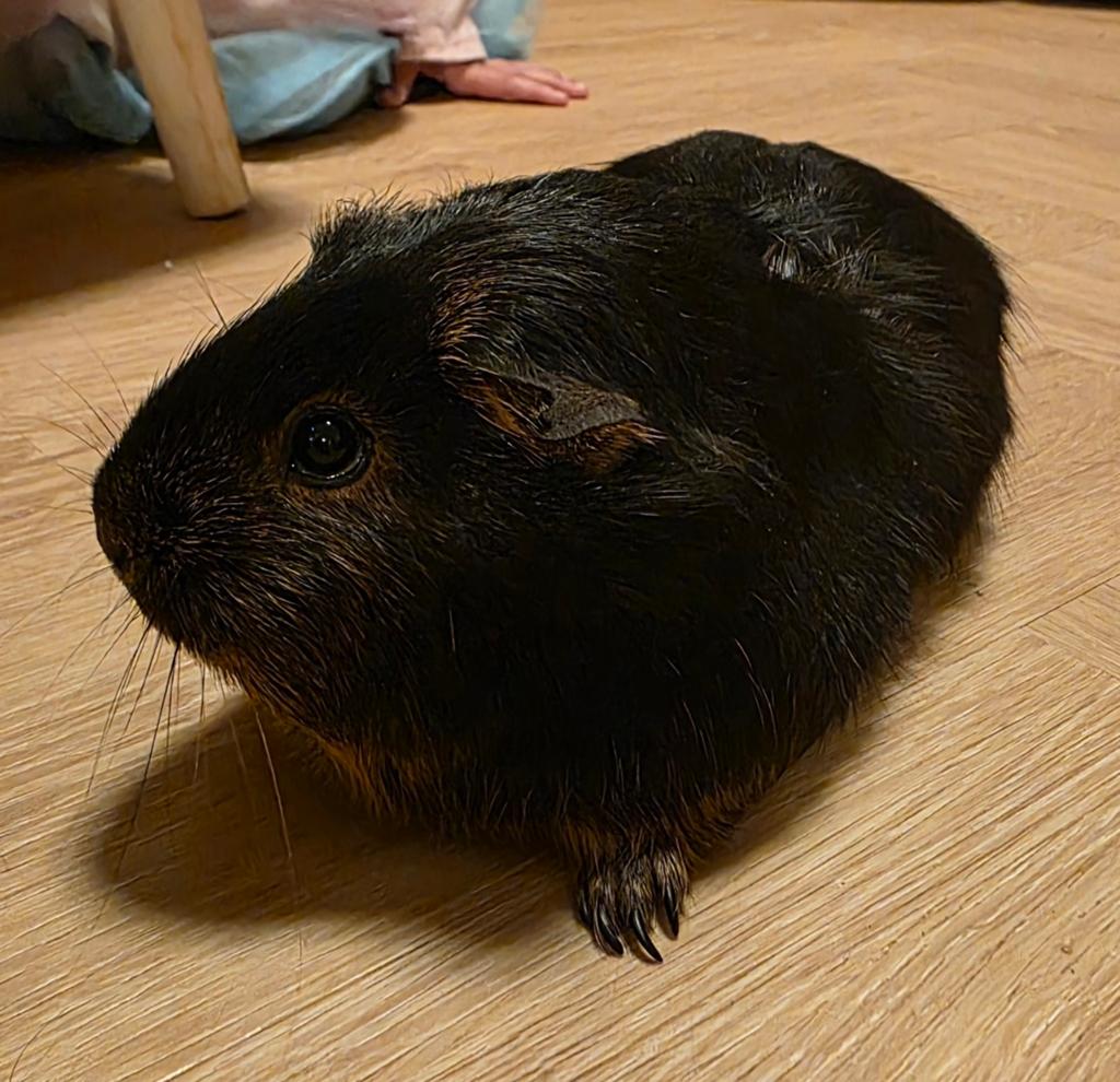 Twee vrouwtjes cavia's + kooi en voedsel, September, Vrouwelijk, Cavia