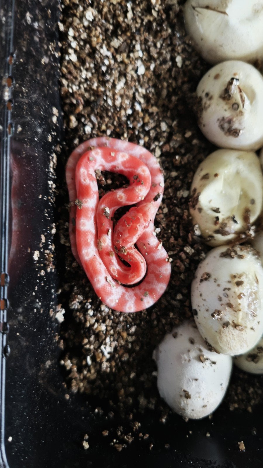 Korenslangen amel, amel/motley 0.0.11 NK September 2026 Corn Snake - female for sale from Jeroen Scholte