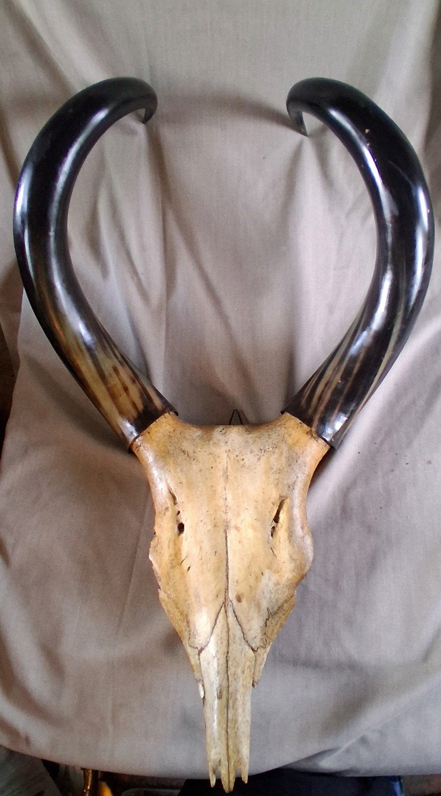 Schedel met Hoorns, Zeboe uit Madagaskar, Verzamelen, Ophalen of Verzenden, Schedel