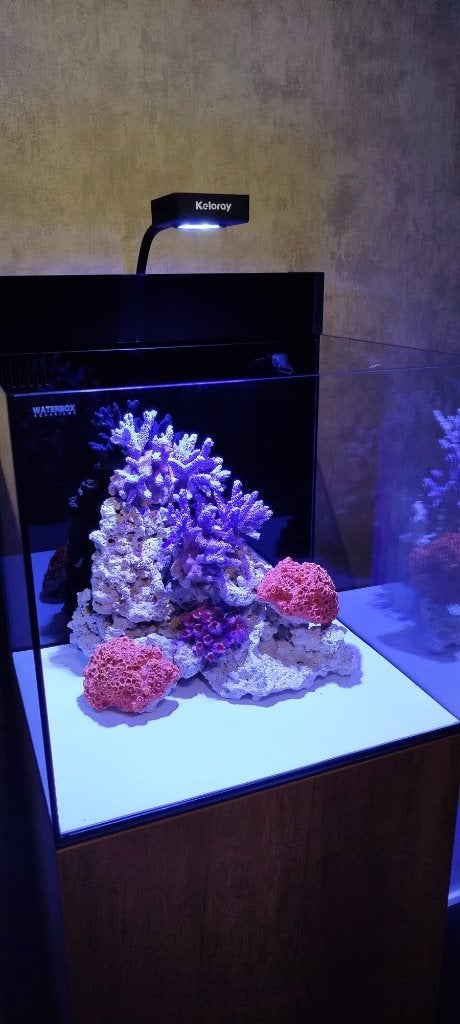 NIEUW COMPLEET ZEEAQUARIUM  !!, Ophalen, Nieuw, Overige typen