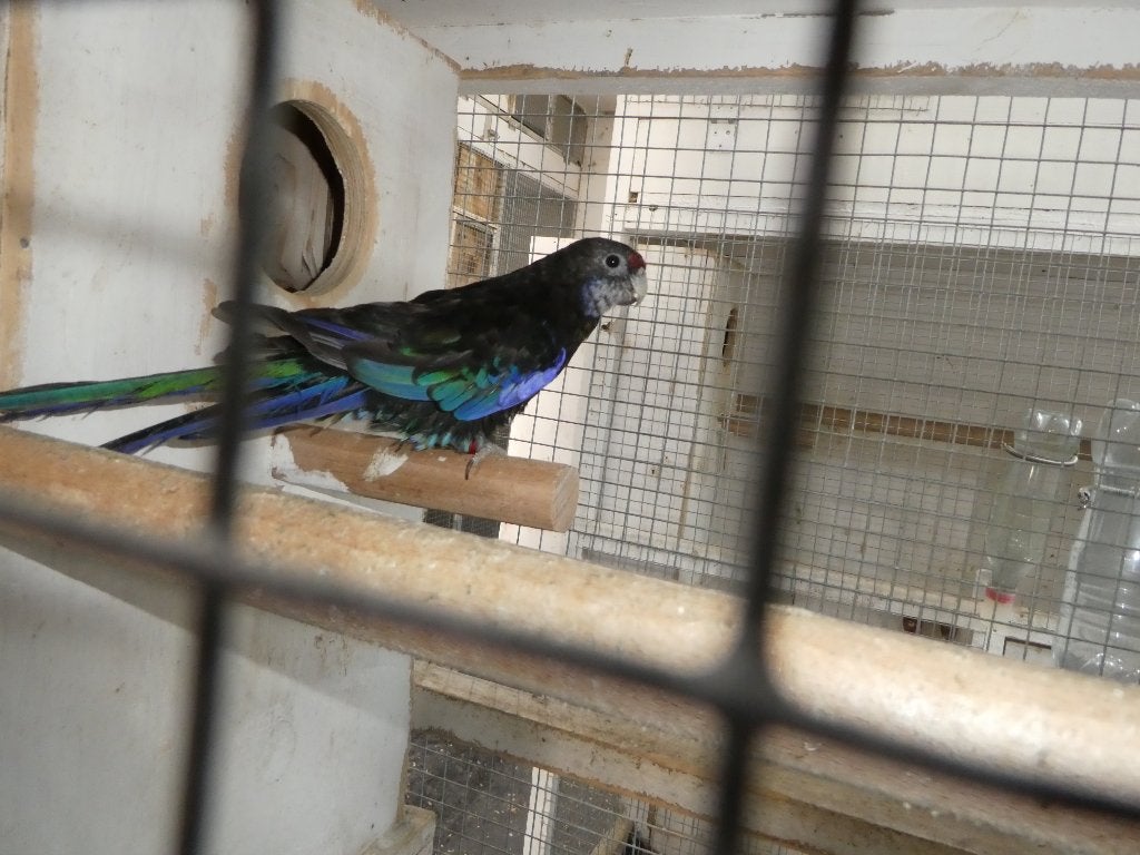 rosella parkieten, Dieren en Toebehoren, Vogels | Parkieten en Papegaaien, Meerdere dieren, Parkiet, Geringd