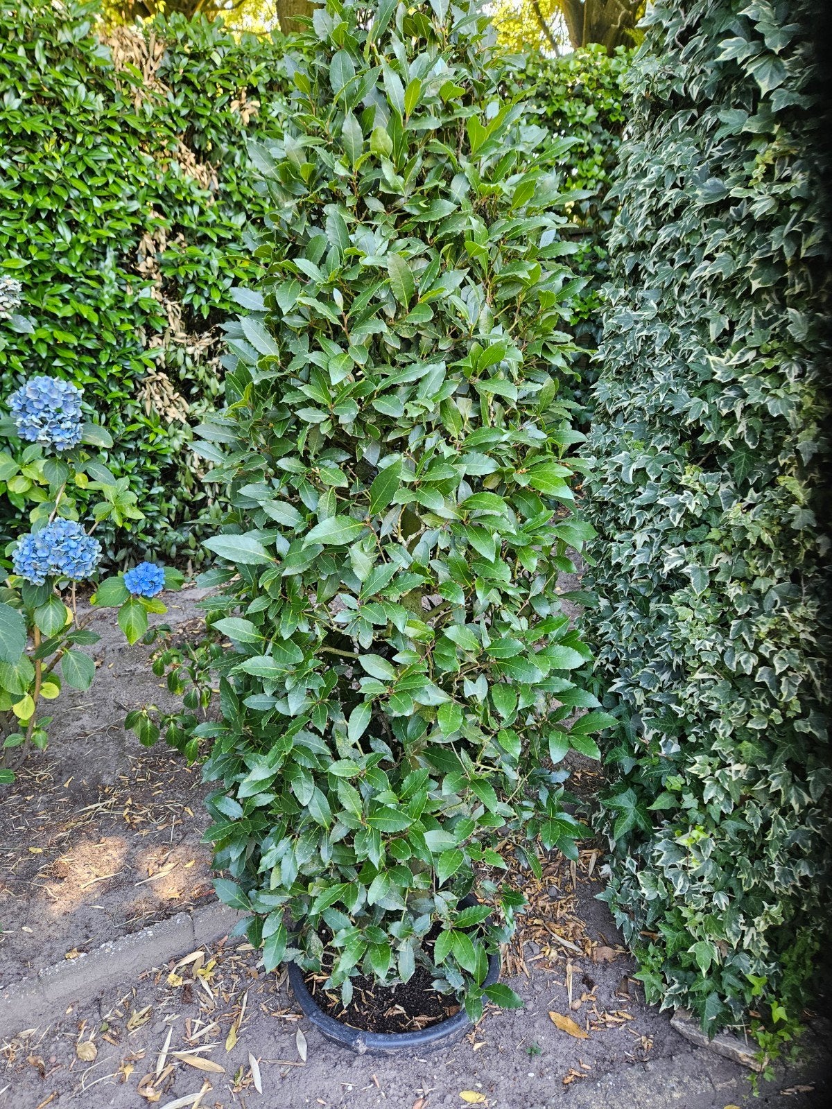 Laurus  nobilis de echte laurier., Ophalen, Laurier, 100 tot 250 cm