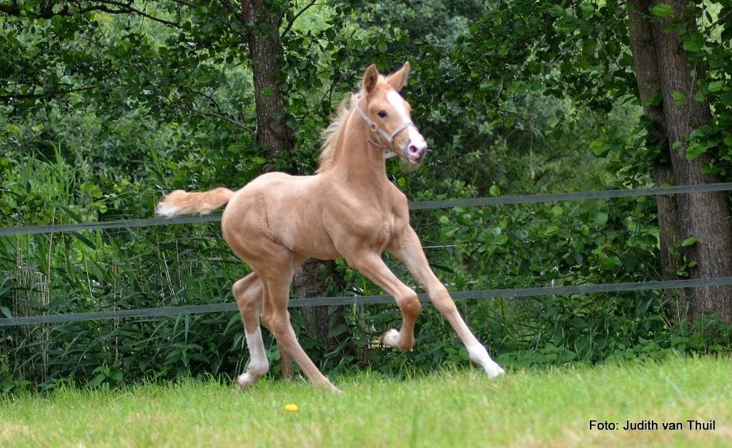Prachtig mooi & lief 1e premie palomino merrieveulen., Dieren en Toebehoren, Merrie, Met stamboom, Niet van toepassing, Dressuurpaard