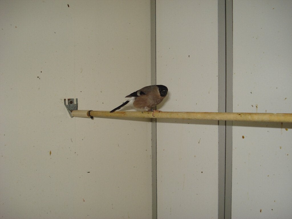 noorse goudvink pop 2025, Dieren en Toebehoren, Vogels | Overige Vogels, Vrouwelijk, Wildzangvogel, Geringd