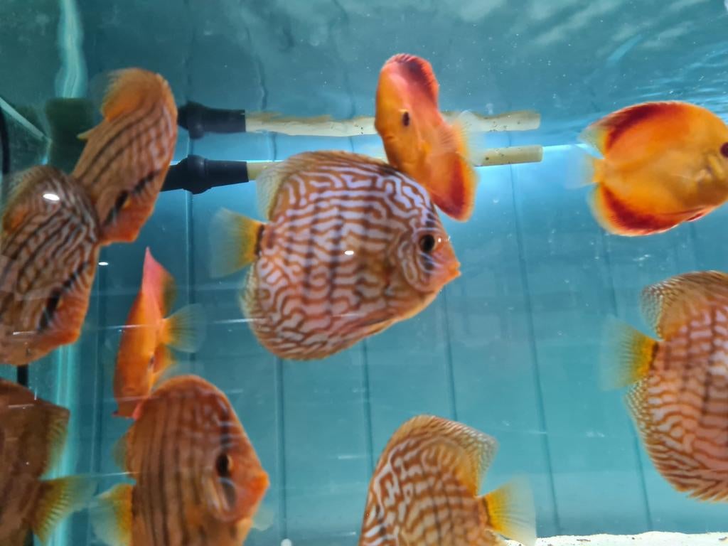 Blue Turqouise Discus, Symphysodon Discus, Dieren en Toebehoren, Vis, Zoetwatervis