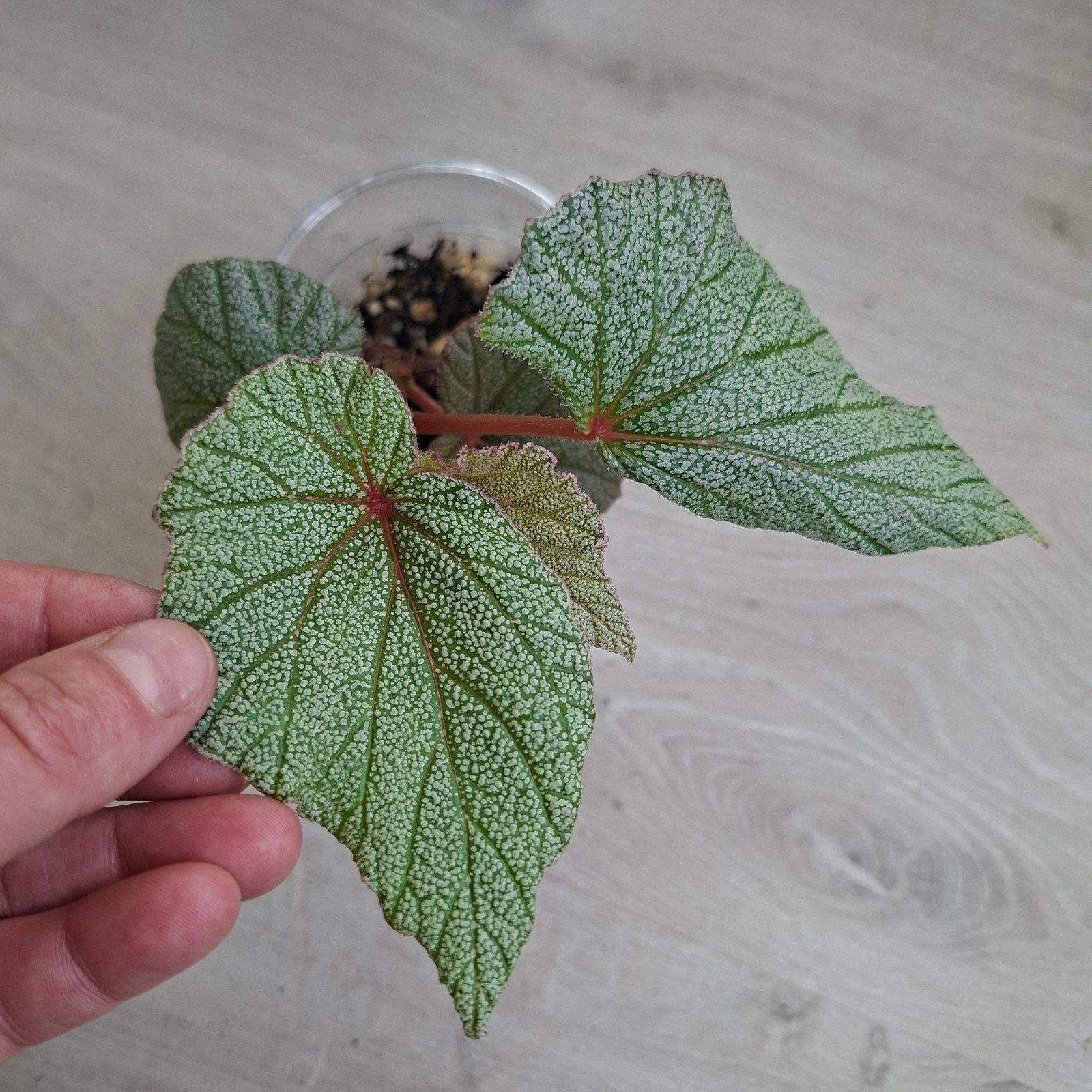 Begonia Sinbad plant, Ophalen of Verzenden, Halfschaduw, Minder dan 100 cm