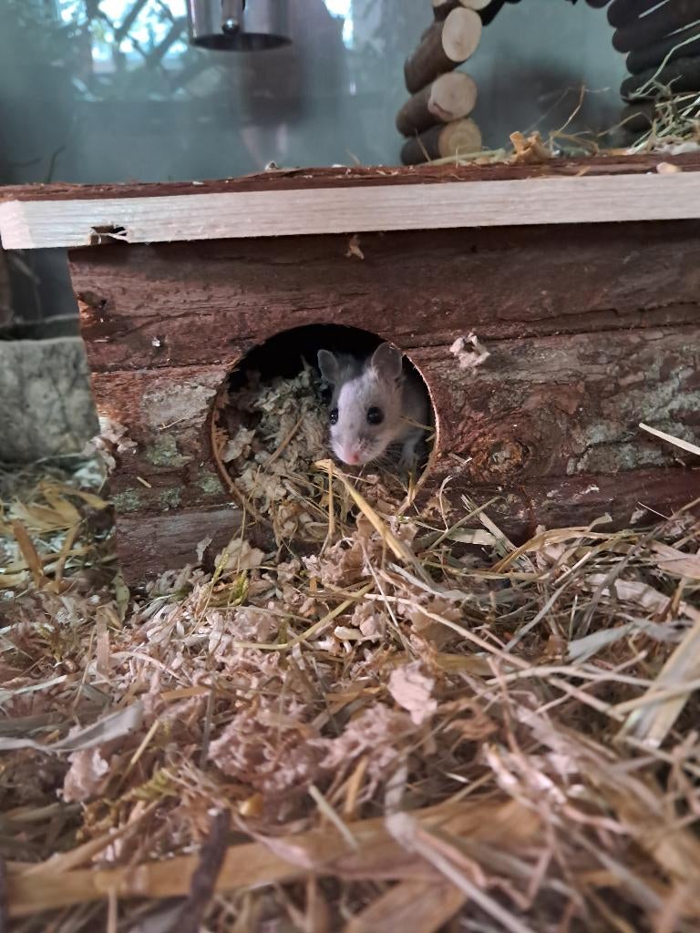 leuke chinese dwerghamster, Dieren en Toebehoren, Knaagdieren, Vrouwelijk, Hamster, Oktober, Tam