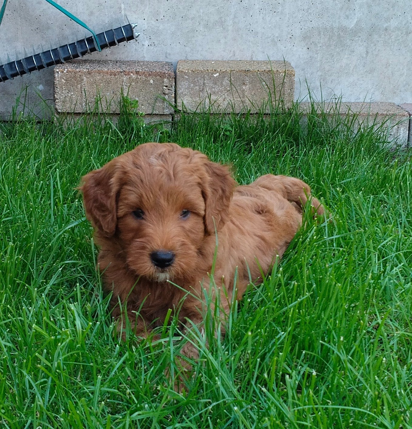 Mini /kleine medium Australian Labradoodle pups, 8 tot 15 weken, Meerdere, Meerdere dieren, Nederland