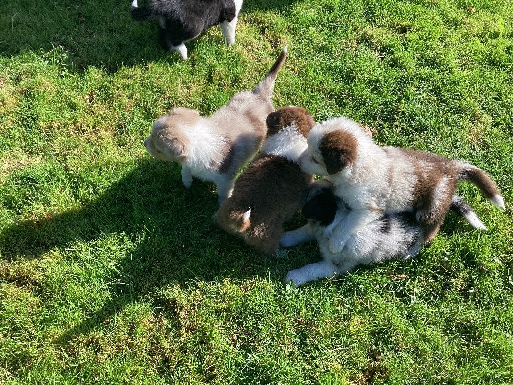 Mooie stevige raszuivere Australian Sheperd pups shepherd, Overige rassen, 8 tot 15 weken, CDV (hondenziekte), Meerdere dieren