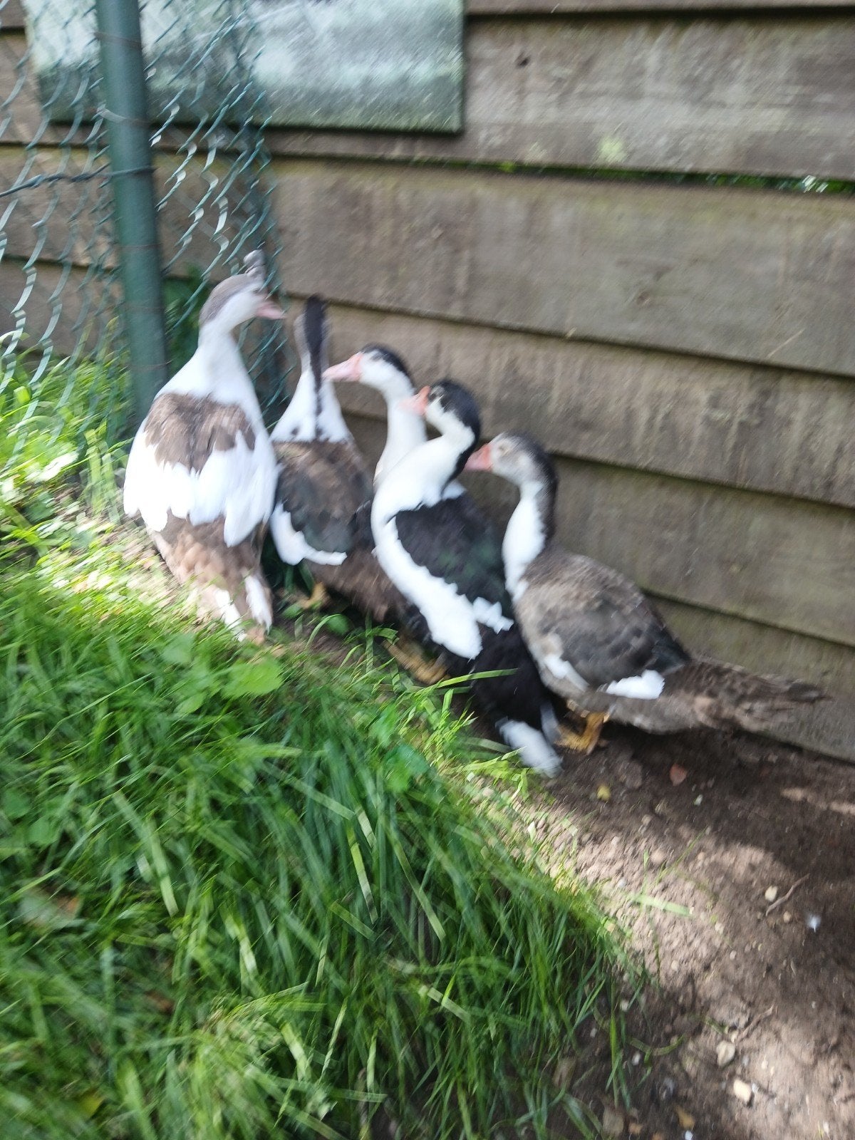 7 jonge kaapse eenden, Dieren en Toebehoren, Pluimvee, Meerdere dieren, Eend