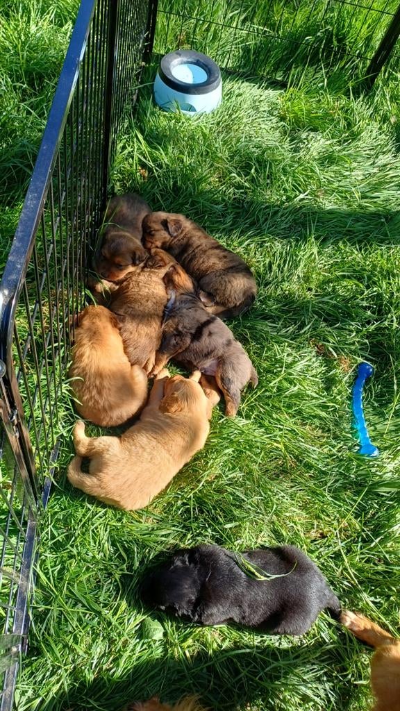 Mooie kruising toller/ golden retriever, Dieren en Toebehoren, Honden | Niet-rashonden, Parvo, 8 tot 15 weken, Meerdere, Meerdere dieren