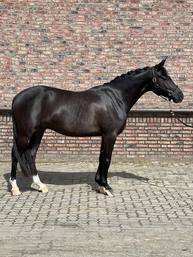 Zeer lieve charmante 4 jarige D pony, Met stamboom, Ruin, Dressuurpony, 3 tot 6 jaar