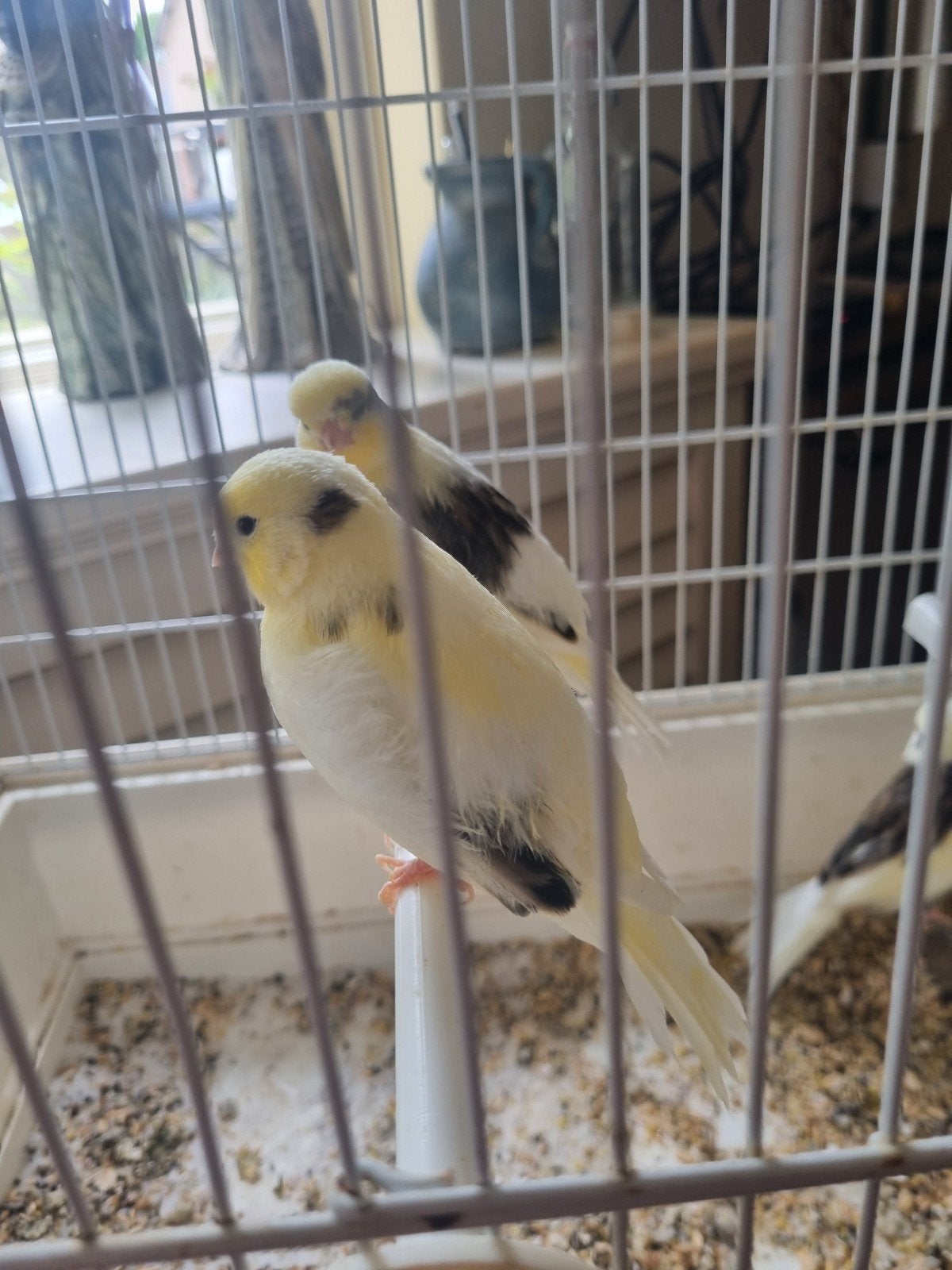 kanaries 3 jongen uit,2026 ., Meerdere dieren, Kleurkanarie