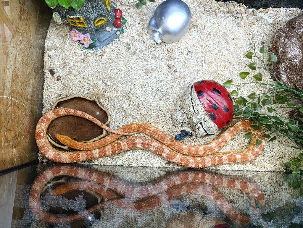 Rattenslang met terrarium Rat Snake photo 3