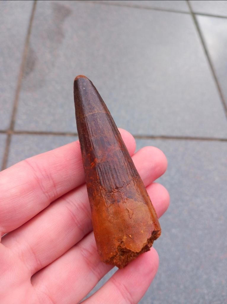 Spinosaurus tand uit Marokko dinosaurus fossiel Jurassic, Ophalen of Verzenden, Fossiel