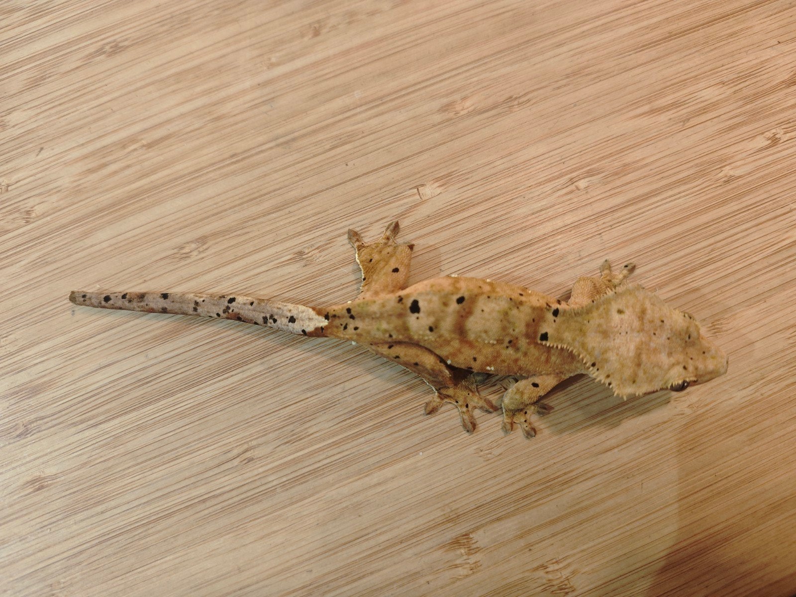 Wimpergekko Correlophus ciliatus  Dalmatian Crested Gecko - female for sale from Michiel