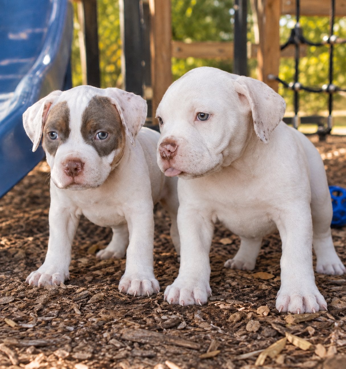 American bully puppy’s.. There they are🔥, Eén persoon