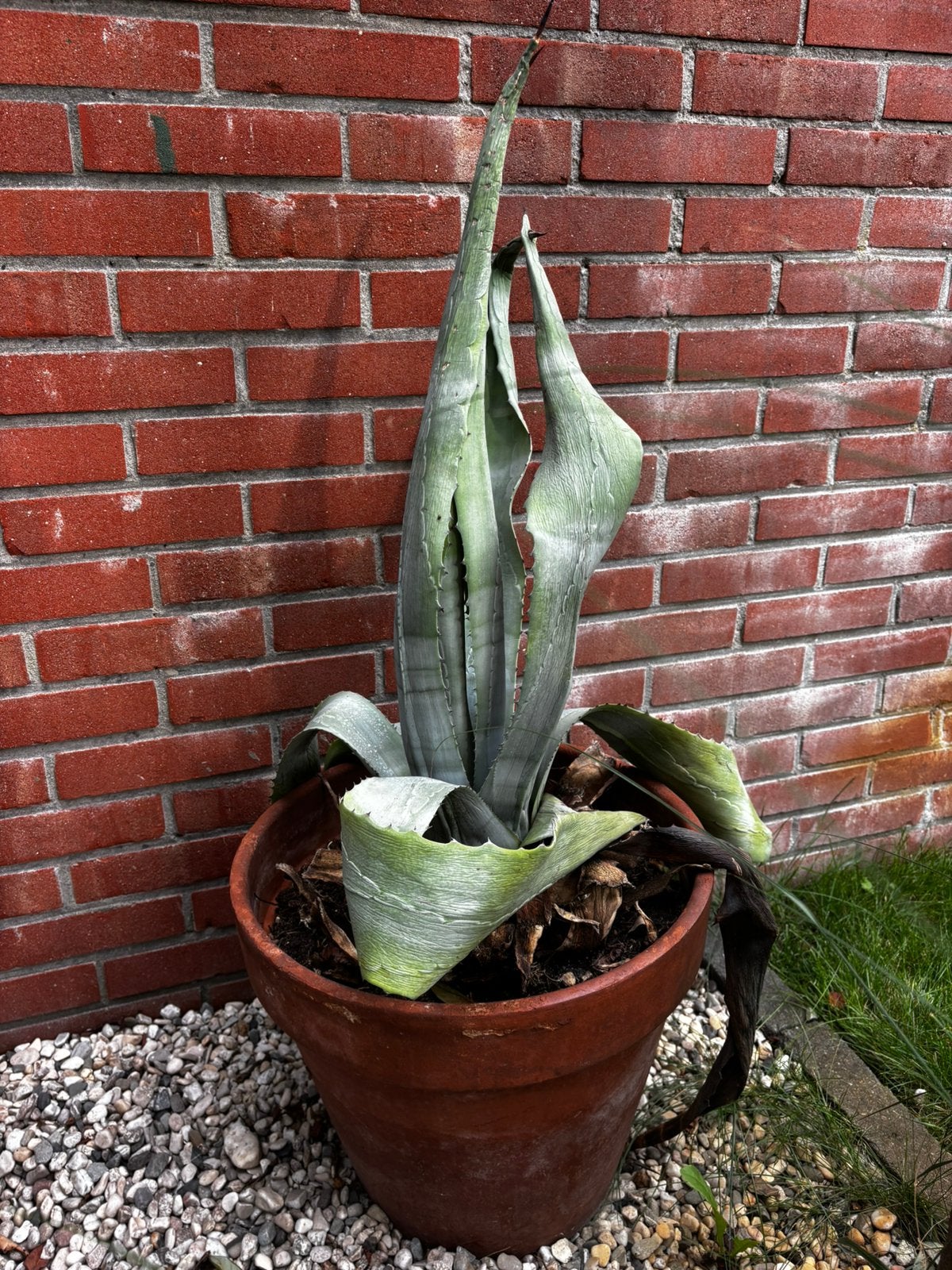 Yucca in pot, Ophalen, Yucca, In pot