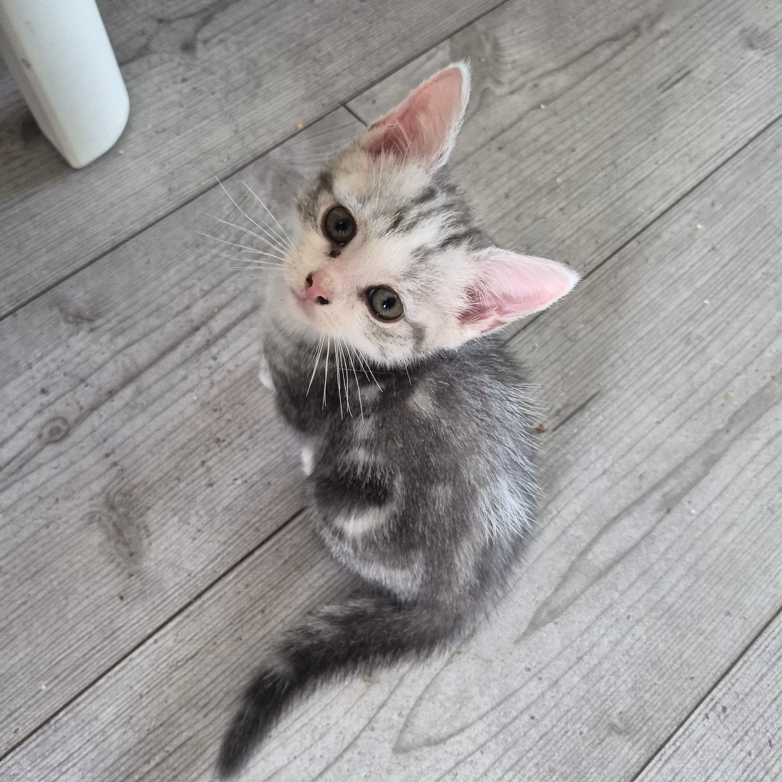 Kittens wit/grijs