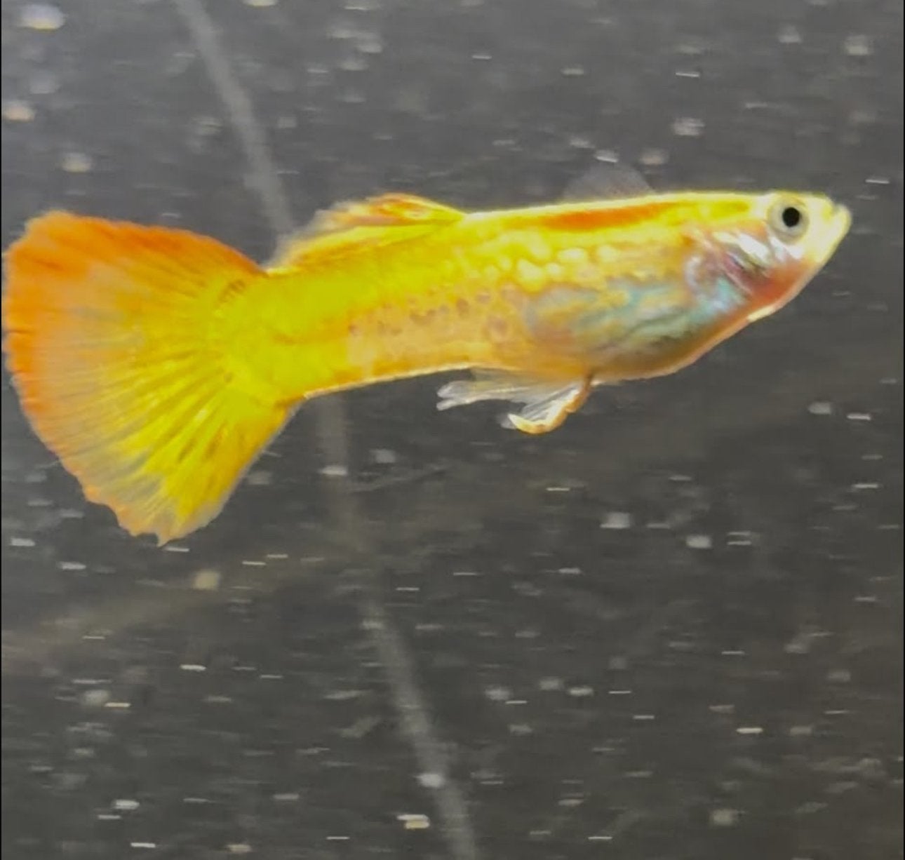 baby guppies te koop, Vis
