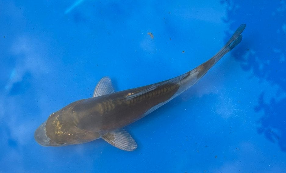 Doitsu ochiba koi 20cm, Karper of Koi