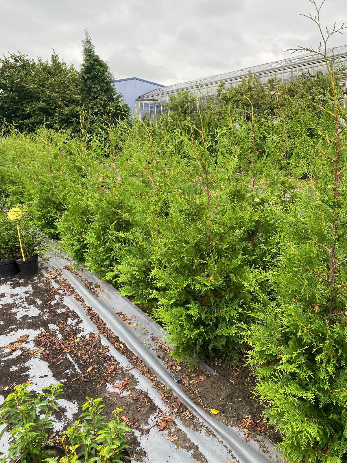 Haagconiferen thuya Brabant 180/200cmva€7 Portugese laurier, Ophalen, Laurier