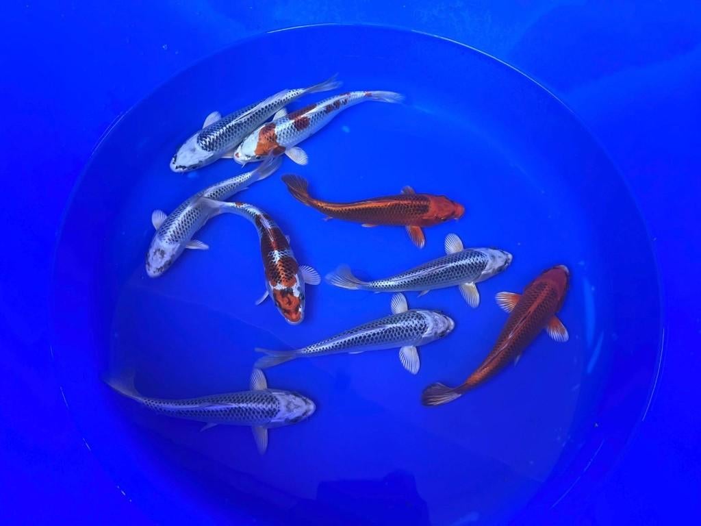 Hosokai Japanse koi karper | Koikarpers  | Tosai, Dieren en Toebehoren, Karper of Koi