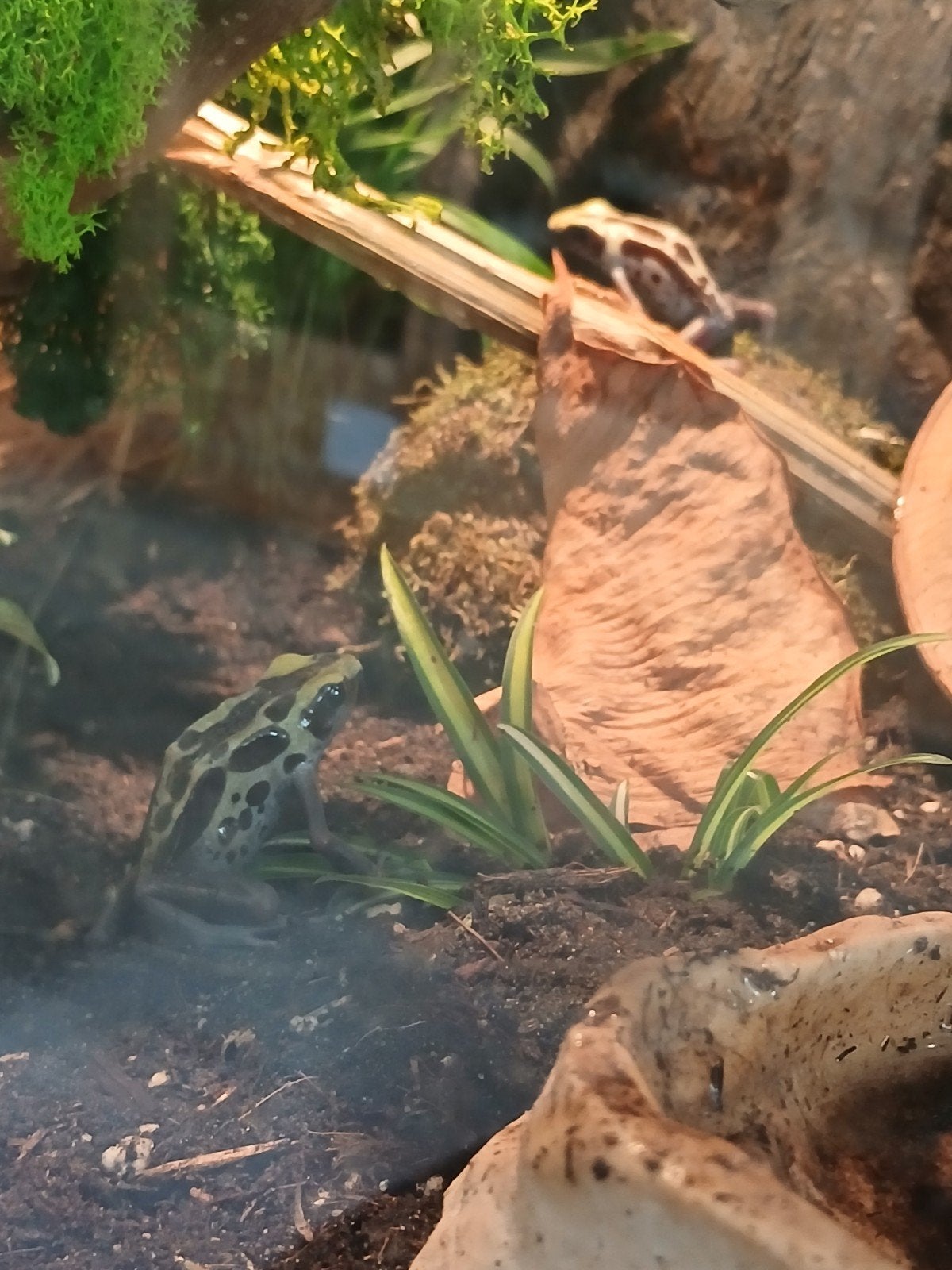 Dendrobates tinctorius 'Ghost Patricia' , Dieren en Toebehoren, Reptielen en Amfibieën, Amfibie, 0 tot 2 jaar