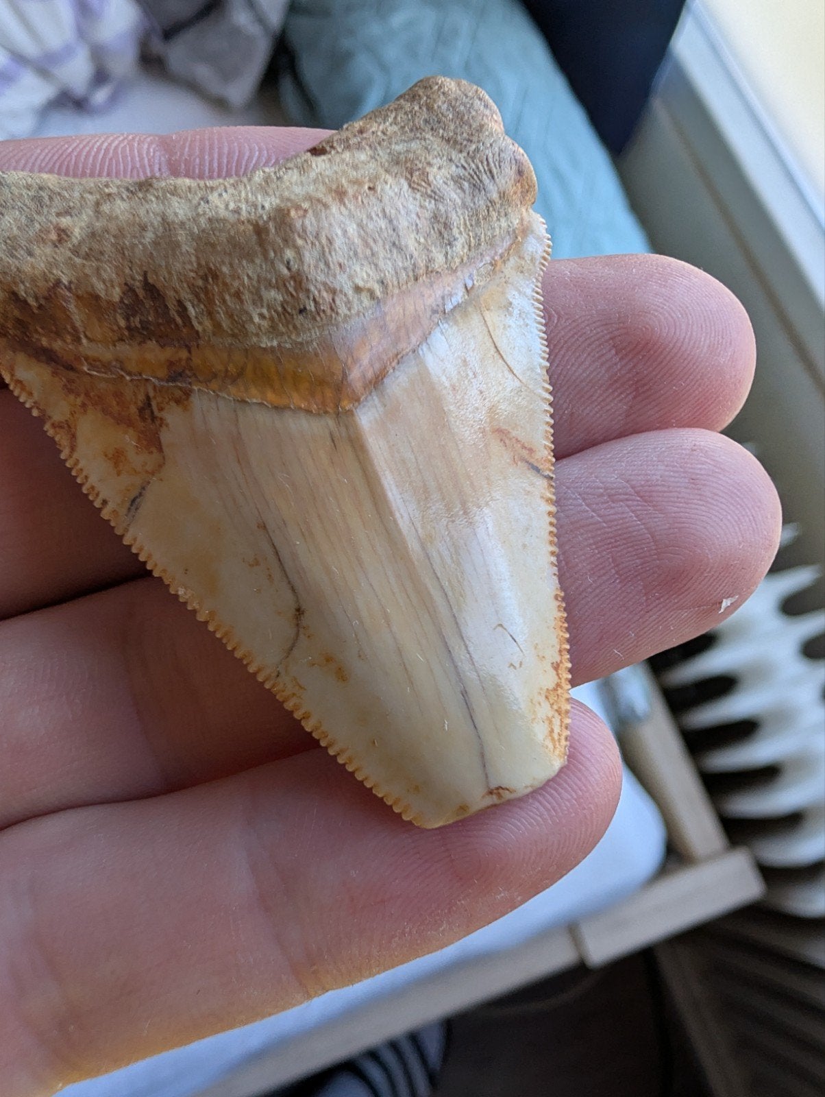 Prachtige Megalodon tand - Uniek fossiel, Ophalen of Verzenden, Fossiel