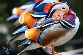 Watervogels/ siereenden, Dieren en Toebehoren