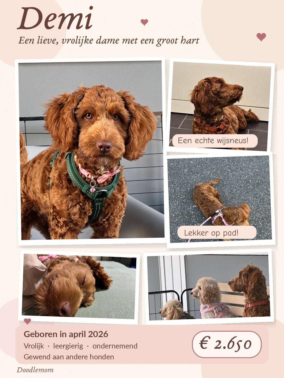 onze knappe Demi, 15 weken tot 1 jaar, Teef, Eén hond, Nederland