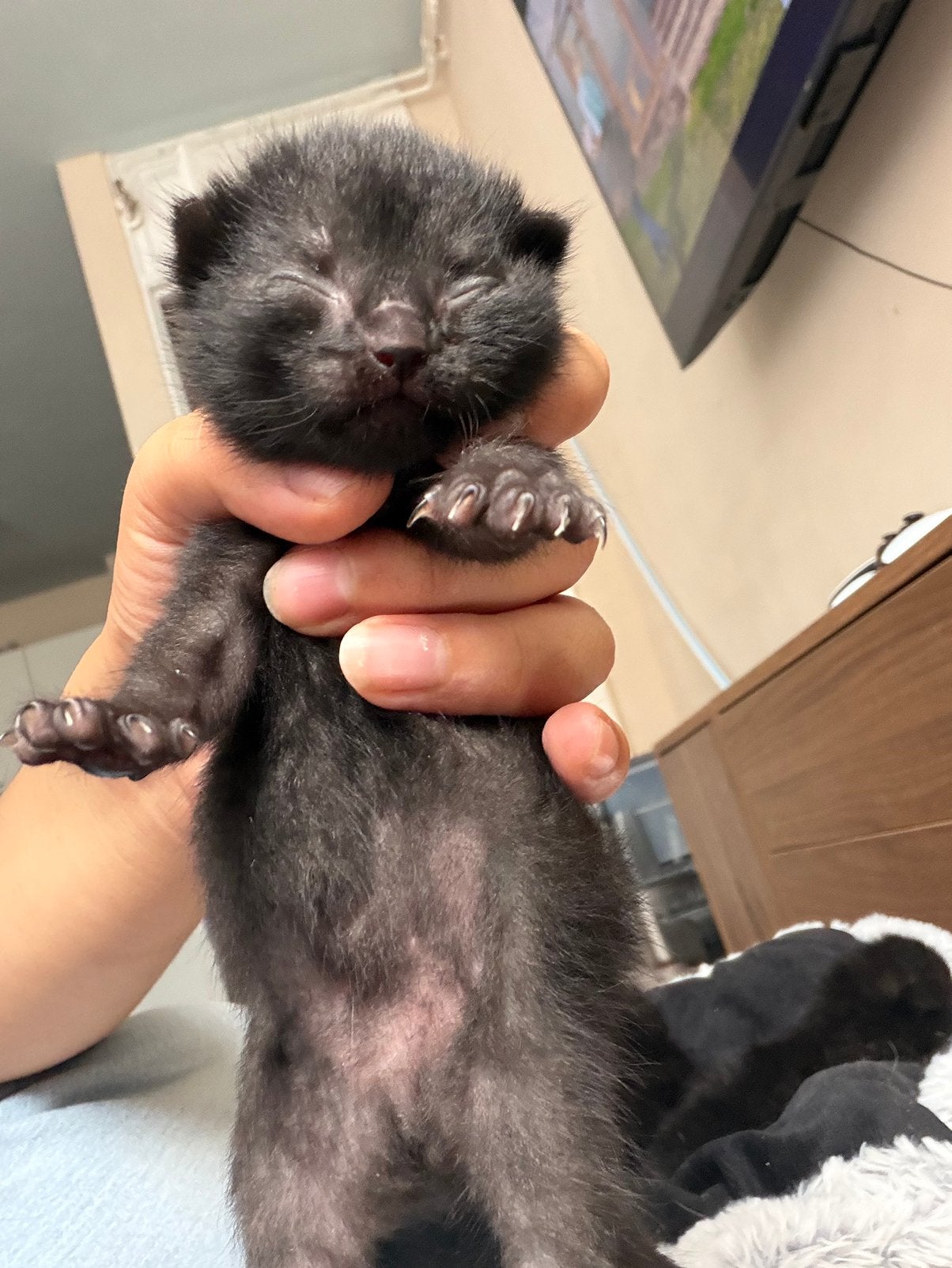 Kittens, Dieren en Toebehoren, Meerdere dieren
