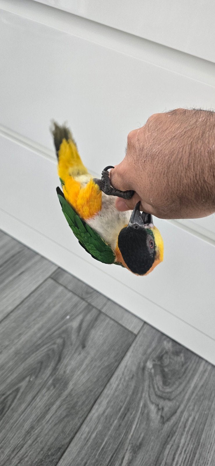 Lief tam Caique-koppel te koop, Meerdere dieren, Papegaai, Tam