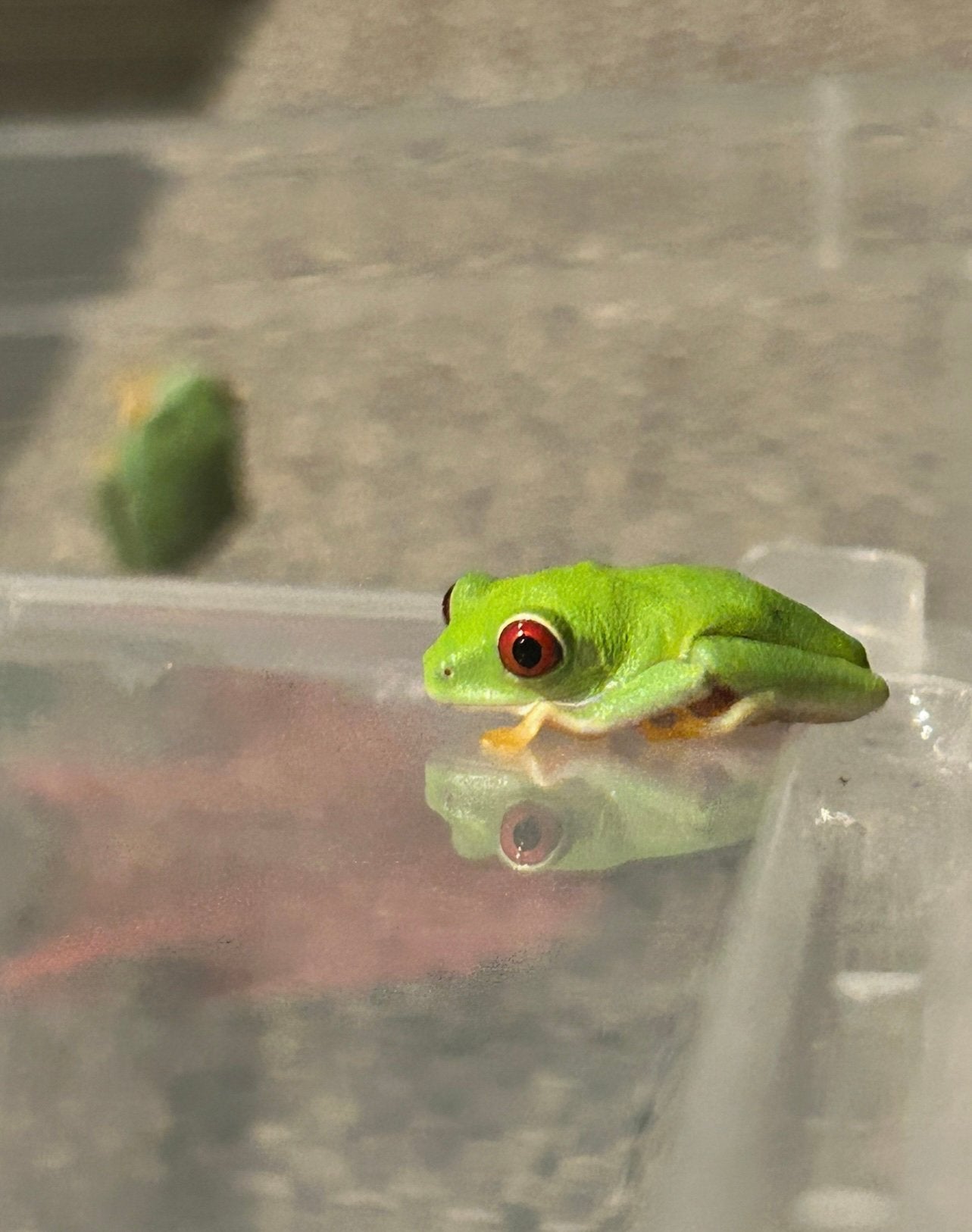 Roodoogmakikikker (agalychnis callidryas) Frog photo 2