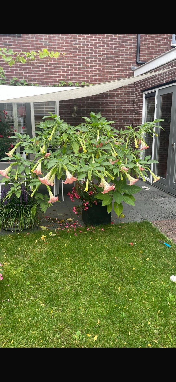 Roze trompetplant, Tuin en Terras, Volle zon, Minder dan 100 cm, Zomer, Overige soorten