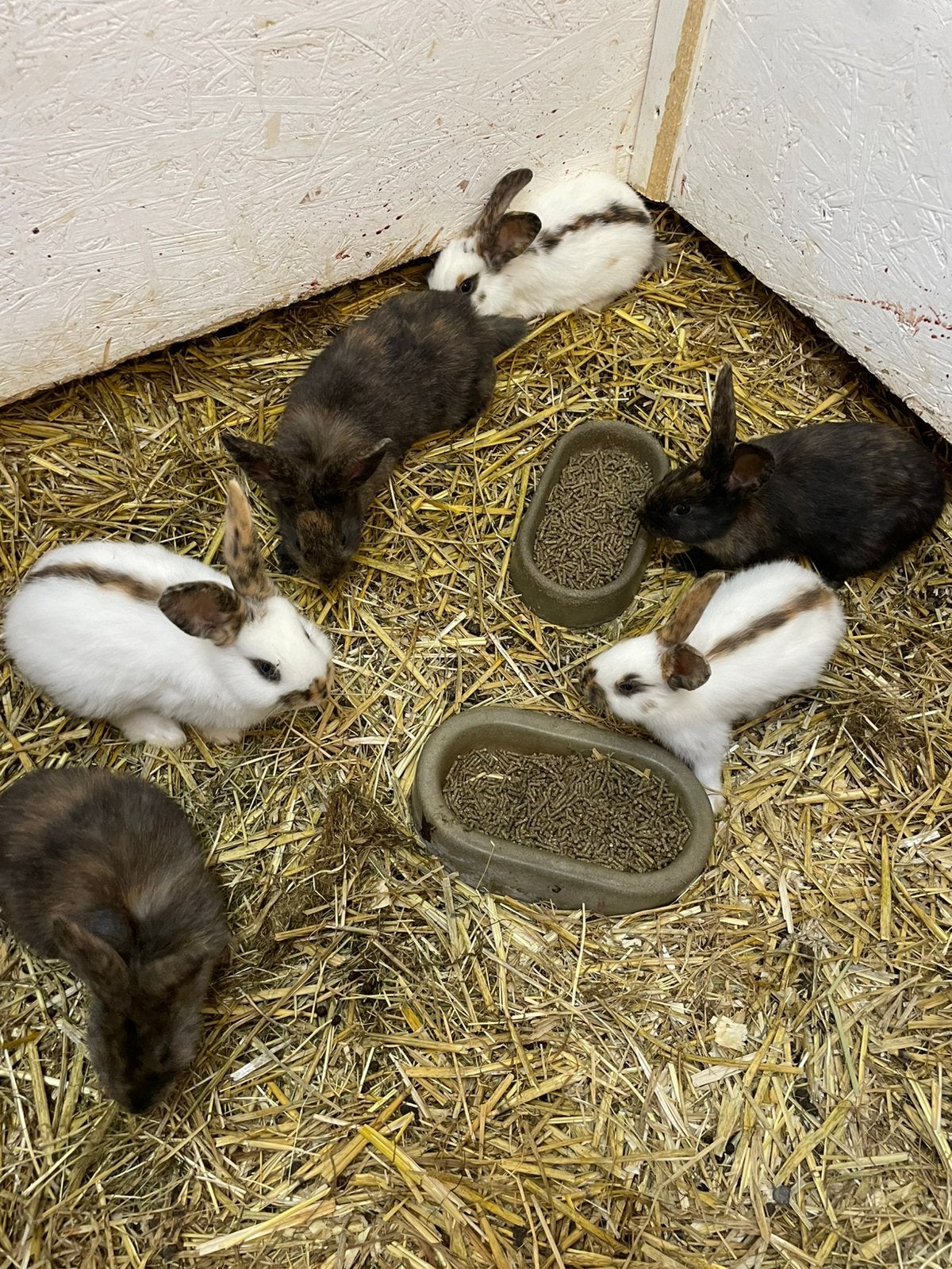 Jonge rijnlander, Dieren en Toebehoren, Konijnen, Meerdere dieren, Middelgroot, 0 tot 2 jaar