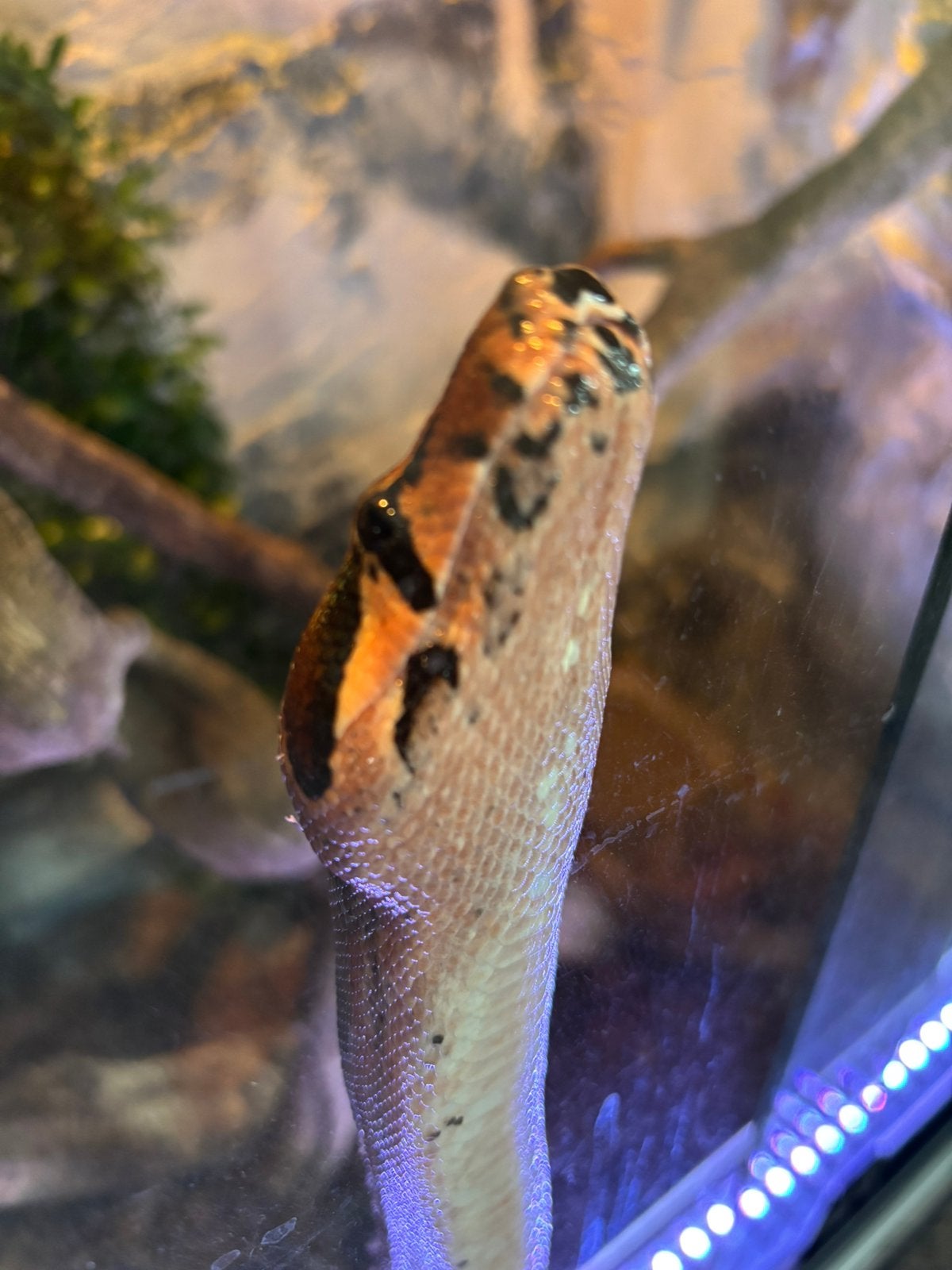Boa constrictor imperator vrouw Boa Constrictor - female for sale from w