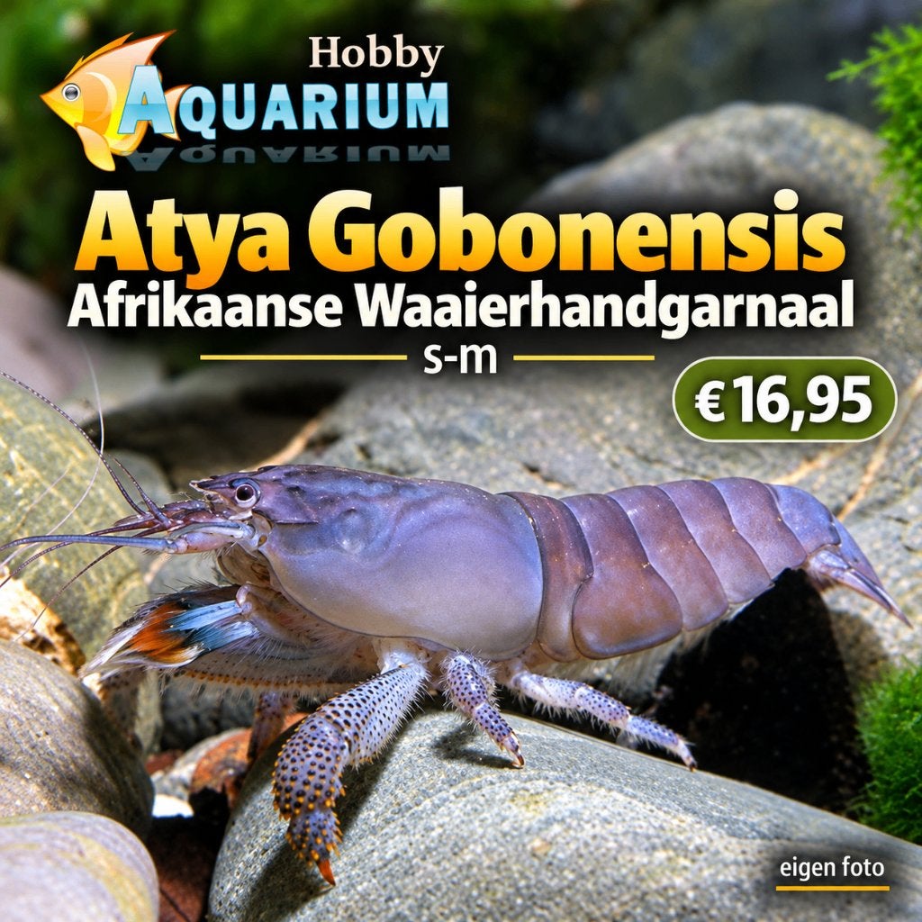 Afrikaanse blauwe Waaierhandgarnaal Zondag 20 sept 12/17uur, Kreeft, Krab of Garnaal, Zoetwatervis, Schoolvis