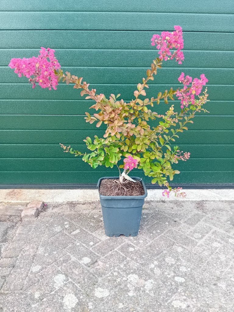 Lagerstroemia Watermeloen, Tuin en Terras, Volle zon, Vaste plant, Zomer, Ophalen