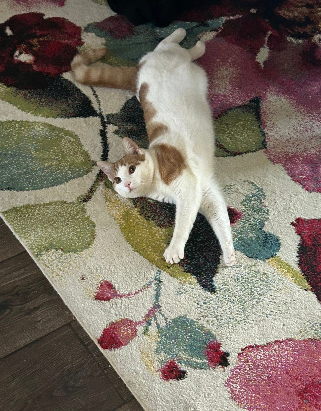 Lieve kater zoekt nieuw thuis, Dieren en Toebehoren, Katten en Kittens | Dekkaters, 0 tot 2 jaar