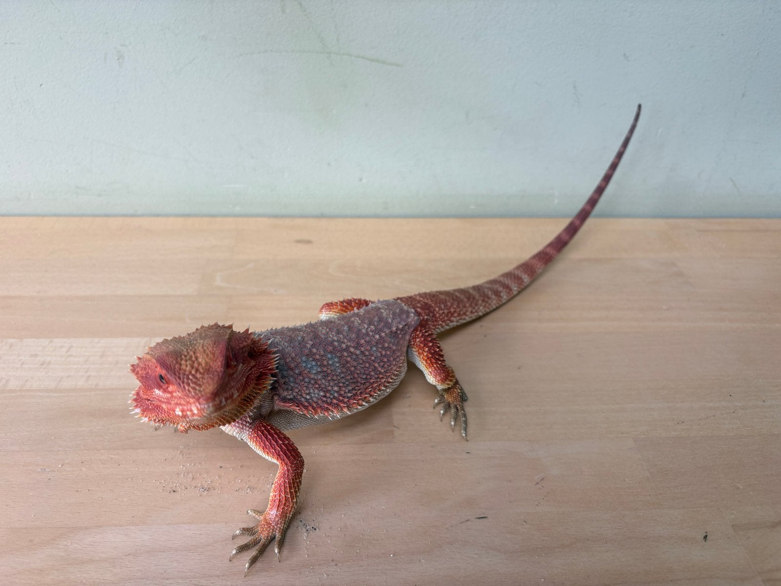 Baardagaam Ginger inclusief terrarium en toebehoren Bearded Dragon photo 5