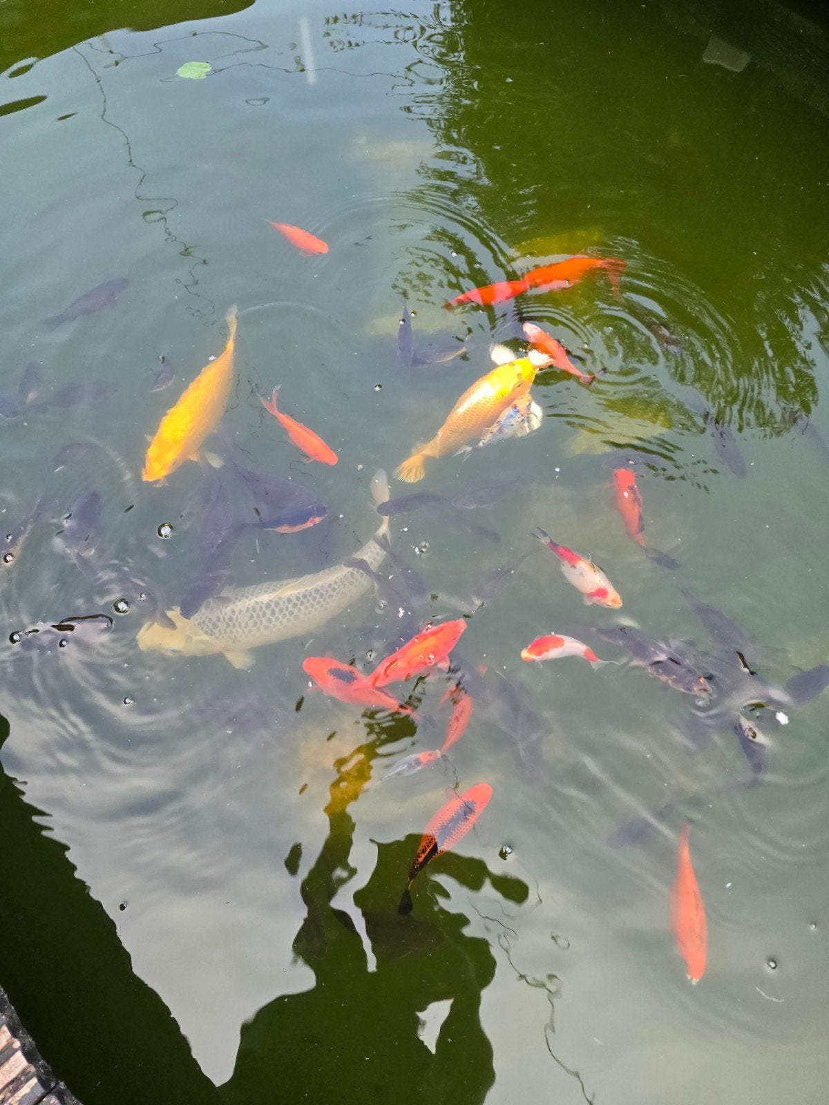 KOİ 25 à 30, Karper of Koi