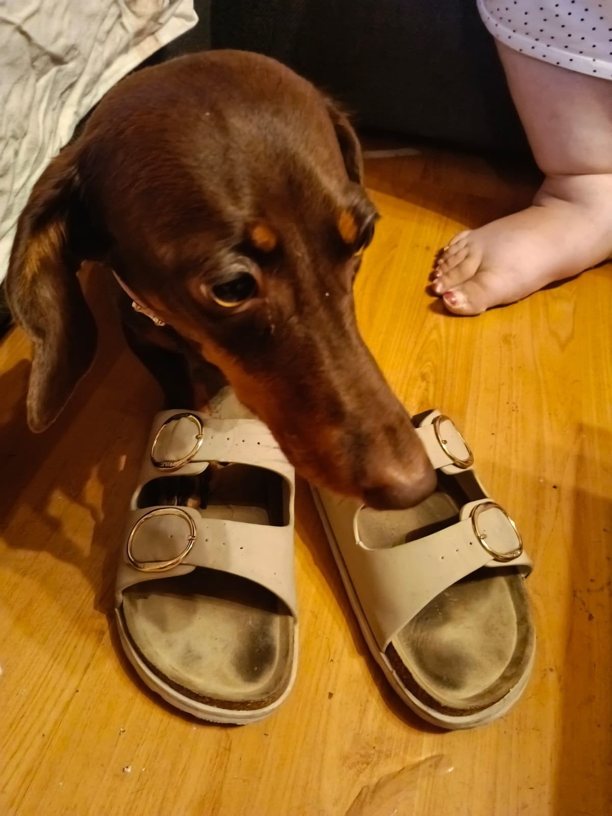 te koop teckel, Dieren en Toebehoren, Honden | Teckels en Dashonden, Standaard, Korthaar, Teef, Eén hond