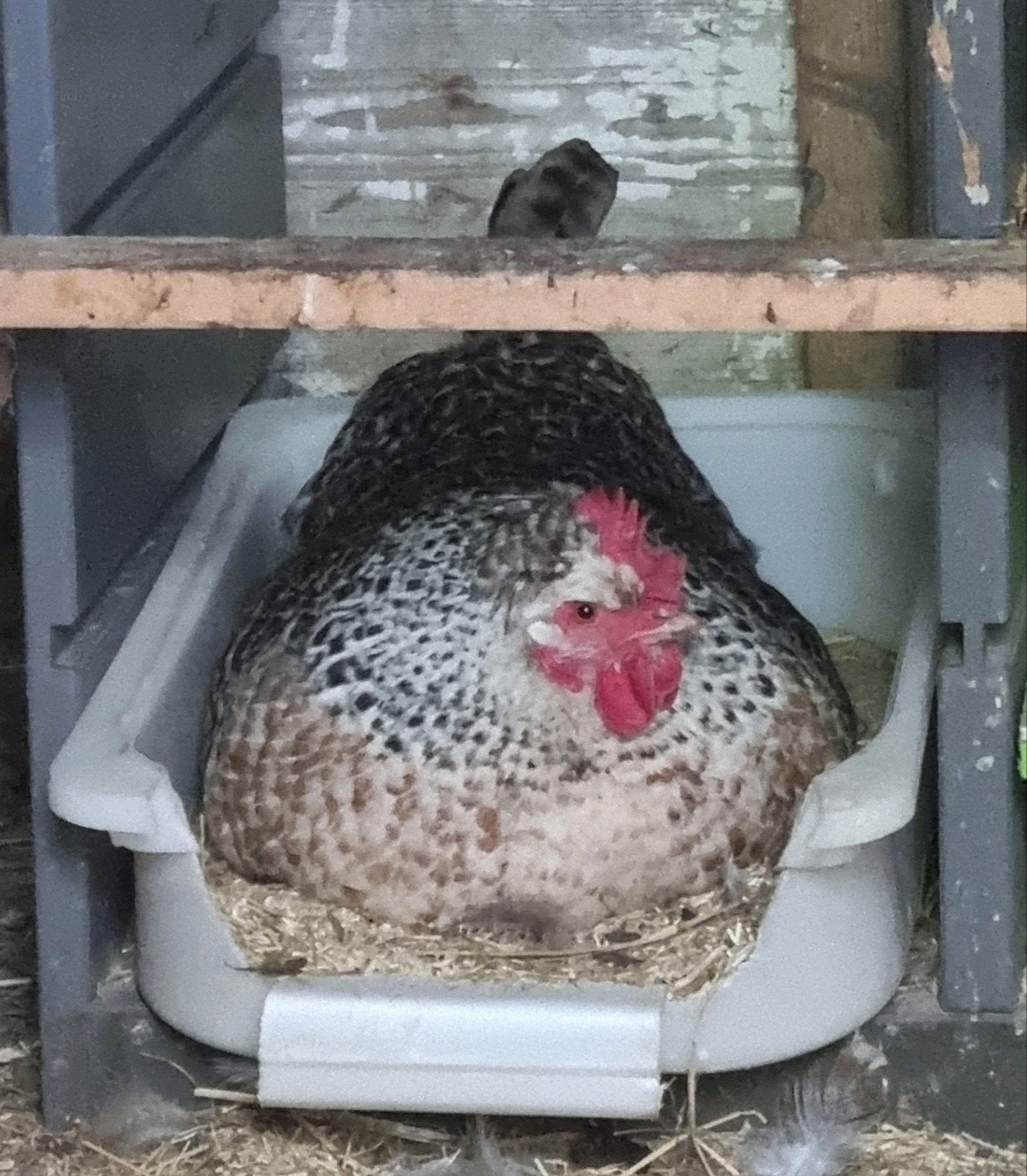 Kleurlegger * brahma broedeieren, Dieren en Toebehoren, Pluimvee, Kip, Geslacht onbekend